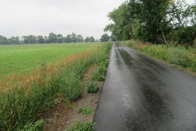 ein Radweg zwischen Feld und Bäumen
